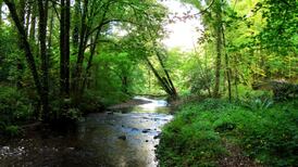 Go Walk: Glenbower Wood, Killeagh, Co Cork