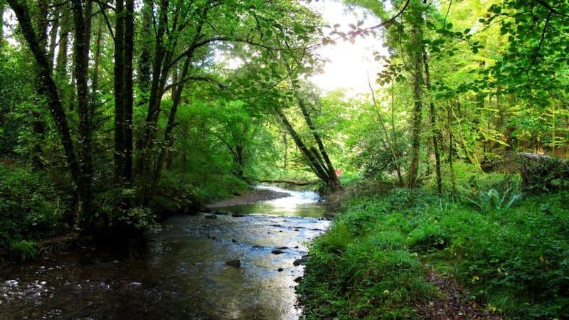 Go Walk: Glenbower Wood, Killeagh, Co Cork