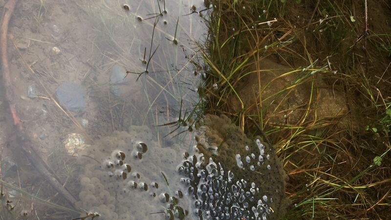 Frog spawn
