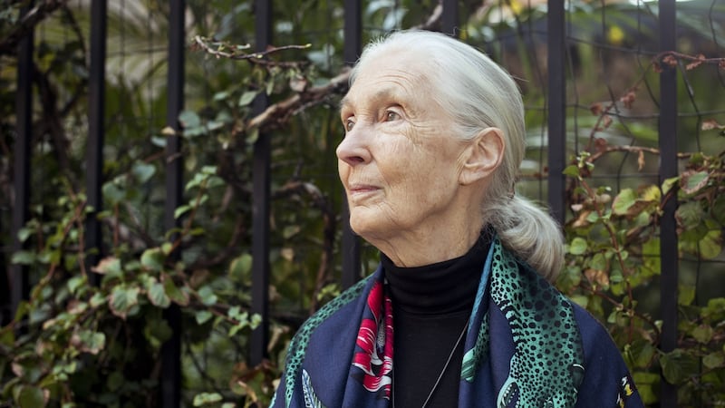 Jane Goodall: ‘Thank goodness some rich countries are beginning to suffer – unfortunately that’s all that will make them take action’. Photograph: Gabriela Herman/The New York Times