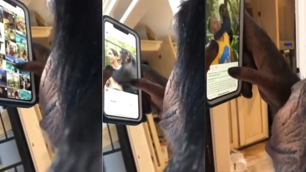 Chimpstagram: the chimpanzee particularly likes clips showing other great apes