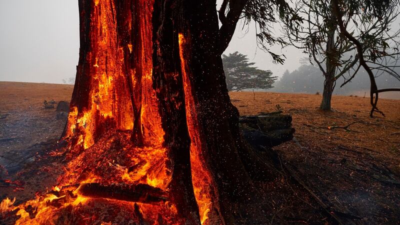 A tree burns from the inside out hours after the fire front had passed in Bundanoon, Australia. on Sunday. A state of emergency is in place across NSW as firefighters work to contain multiple fires. Photograph: Brett Hemmings/Getty Images