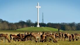 Kerry red deer could be moved from Killarney to capital’s Phoenix Park