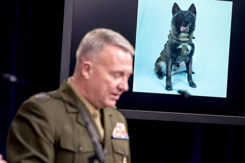 A working military dog is displayed on a monitor during the joint press briefing at the Pentagon. Photograph: AP Photo/Andrew Harnik