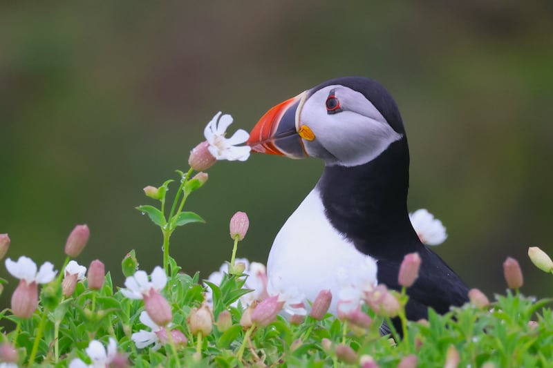 Puffin. Photograph supplied by Terry Devitt
