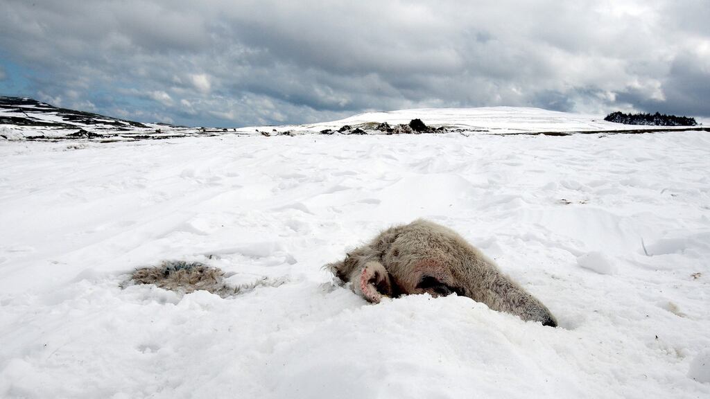 A dead sheep buried in snow drifts above the Glens of Antrim. Photograph: Paul Faith/PA Wire