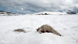 Farmers count the cost as cold spell continues