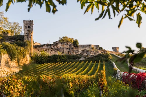 Where can I find the oldest vineyards around the world?