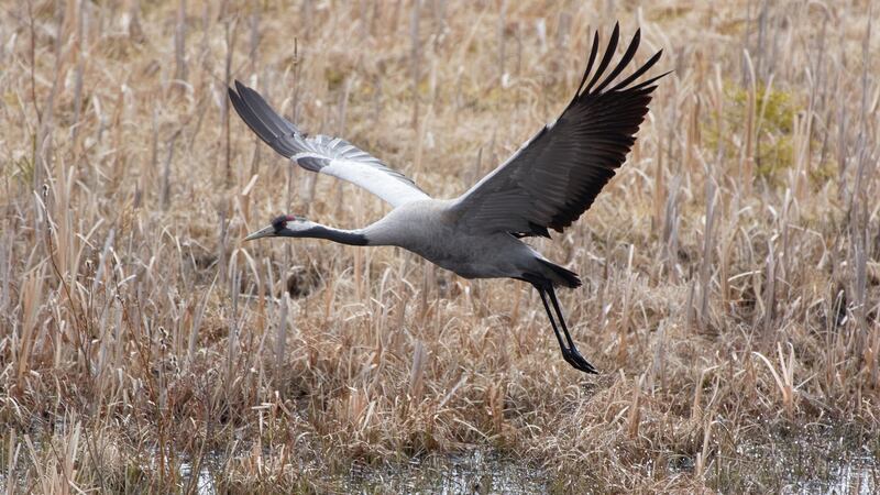 Common crane (Grus grus) flying above wetland in spring. Photograph: iStock