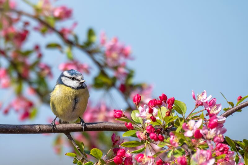 A blue tit perched on spring crab apple blossom. Photograph: Getty