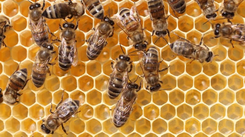 I’m sure my grandfather would have admired bees, with their famous work ethic and productivity. But I still have to wonder about the feasibility of sharing his sleeping quarters with them.