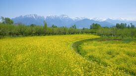 Thinking Anew – ‘The smallest of all the seeds’