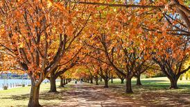 Autumn in Australia: I wonder if you ever get used to it?