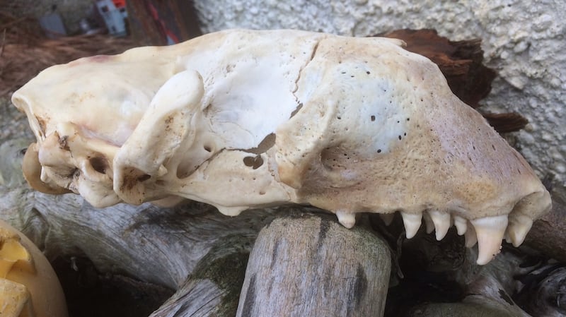 A seal skull