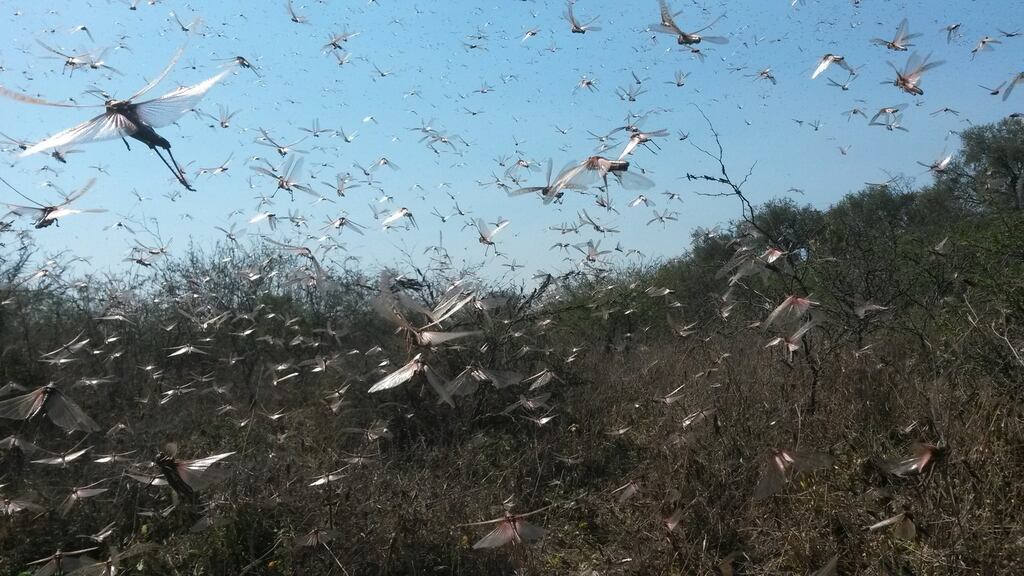 A swarm of locusts last September in the Lavalle area of Santiago del Estero Province, Argentina. Farmers reported seeing swarms that were four miles wide and two miles high. Photograph: Senasa via The New York Times