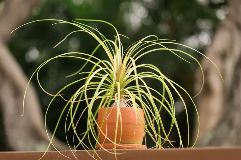 Ponytail palm (Beaucarnea recurvata)