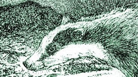 ‘Oh boy it feels good!’: Vaccination opens way for clearing badgers of cattle TB