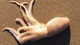 Is this an octopus or a squid and is it unusual? Readers’ nature queries