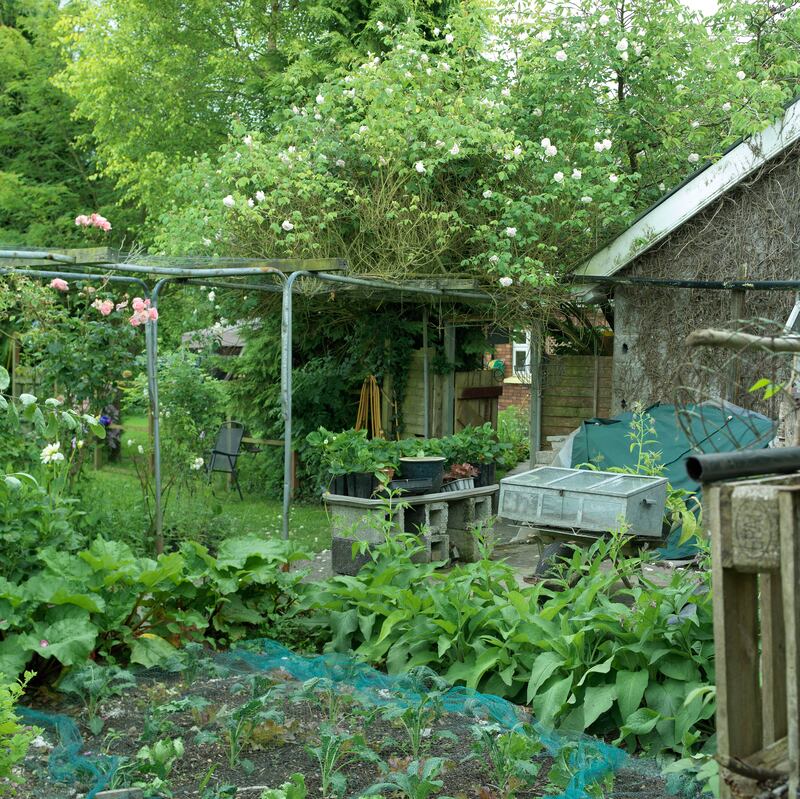 Many of Sheppard's plants have been raised from seed under cover, and then transplanted outdoors as baby plants. Photograph: Richard Johnston