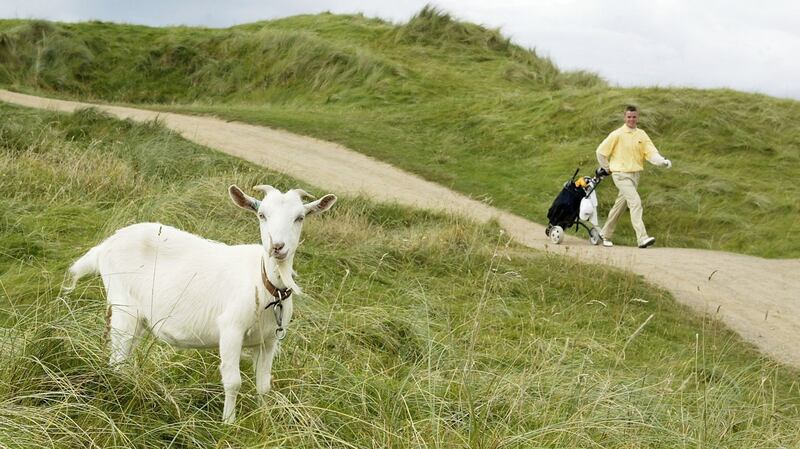 Ireland’s Gareth Shaw passes the resident goat on the ninth hole during the Jacques Leglise Trophy  in August 2003. Photograph:  Warren Little/Getty Images