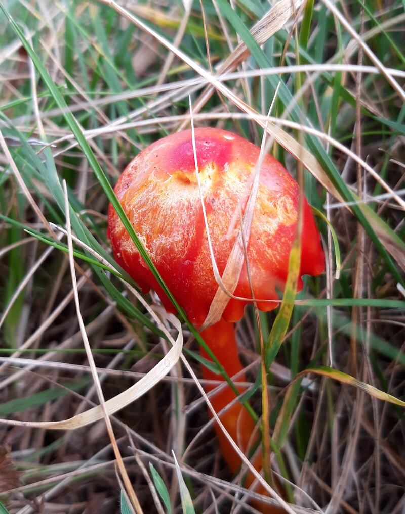 Waxcap fungus