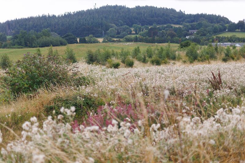 Eventually when the trees are fully established the couple could see it being opened to the public. Photograph: Dan Dennison
