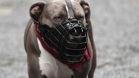 Q&A: the ban on XL bully dogs - why is it happening and what will it mean for dog owners?