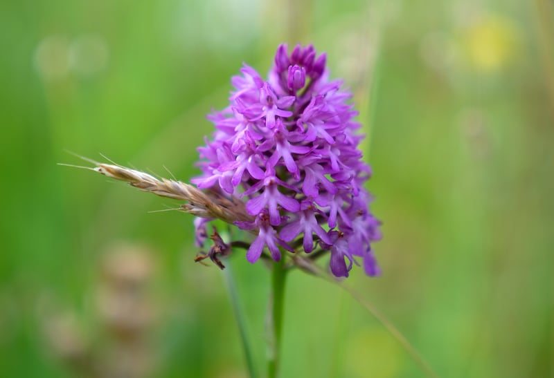 A pyramidal orchid. Photograph: Joe Giddens/PA Wire