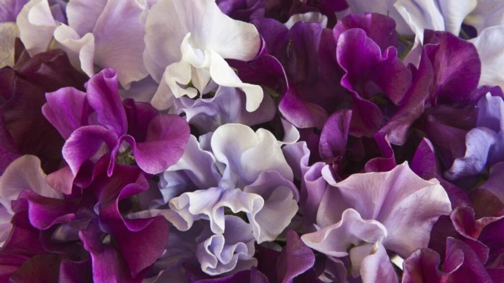 Keep picking sweet pea to encourage further flowering