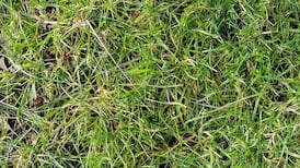 Protected birds found poisoned near sheep carcass smeared with toxic chemical