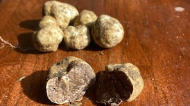 Did I find truffles in my garden while digging for spuds?