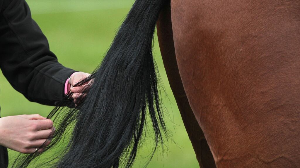 The national dressage championship took place at Cavan Equestrian Centre over the weekend. Photograph: Morgan Treacy/Inpho