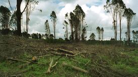 Planet’s total tree cover down 46% since arrival of humans