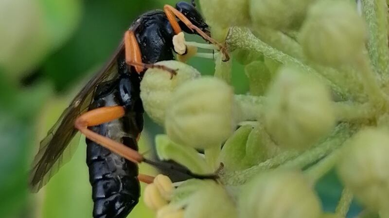 An ichneumon wasp spotted in Lettermore, Co Galway