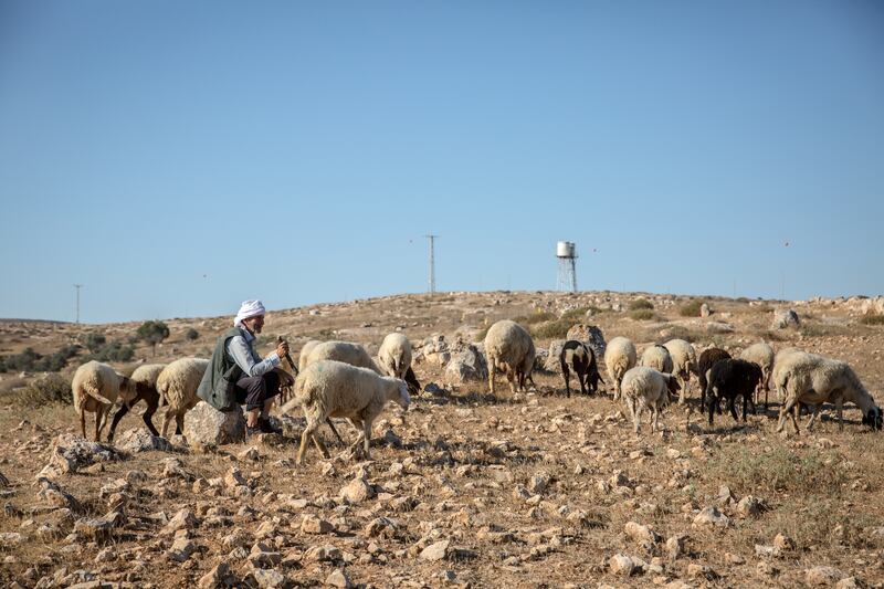 Jibreen grazes his sheep in the South Hebron Hills the day after the ICJ ruled Israel's occupation of this land to be illegal. Photograph: Sally Hayden