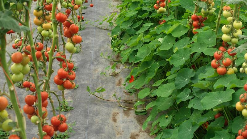 Tomatoes growing under cover at Ballymaloe Cookery School in Co Cork. Photograph: Richard Johnston