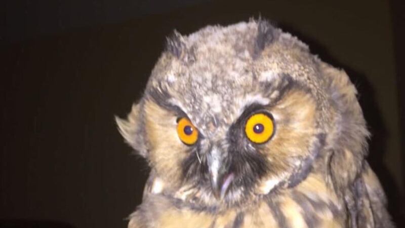 Eyes on nature: the long-eared owl that came into the bedroom of Catherine Rice’s brother and sister-in-law