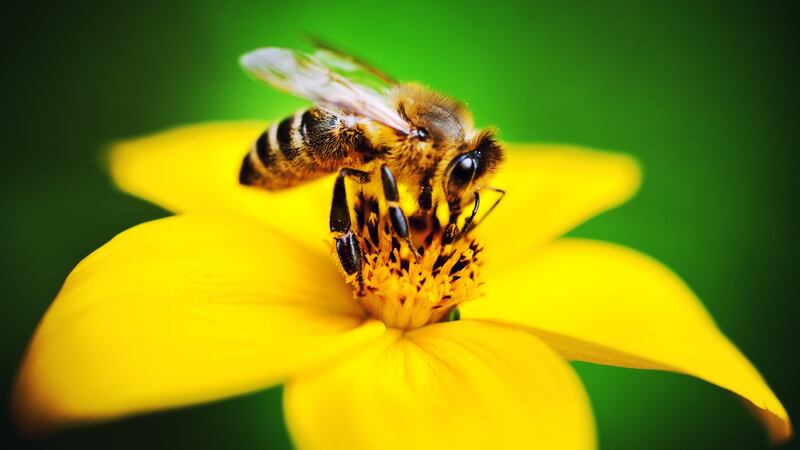 More than 20,000 bee species have evolved over time to depend on the the pollen and nectar resources of flowers