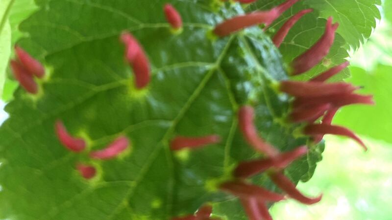 Lime nail gall mites