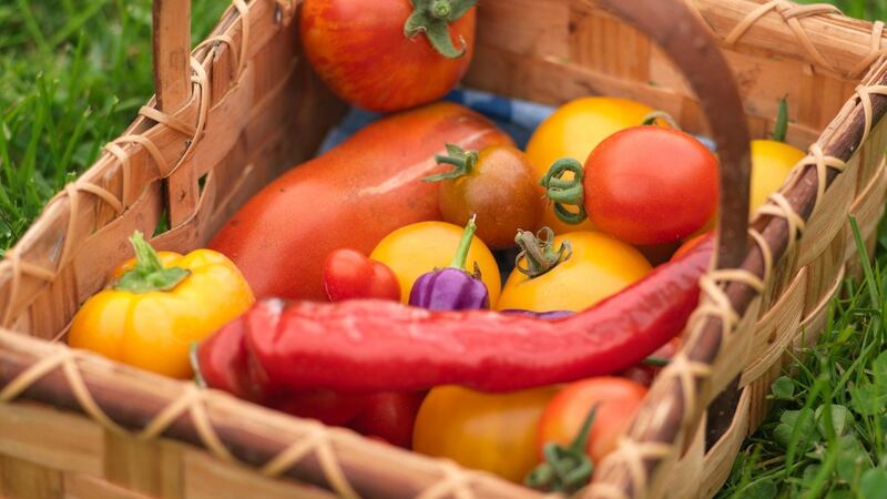 Tomatoes and peppers freshly harvested from an Irish kitchen garden. Photograph: Richard Johnston