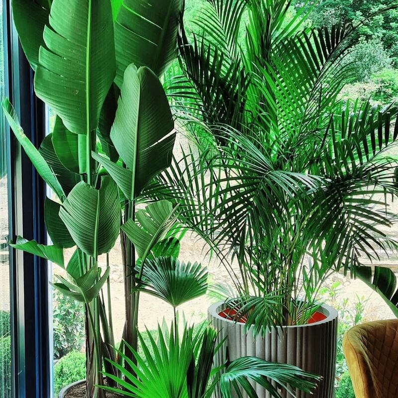 A selection of houseplants are available from Wicklow-based online store epochgreen.ie