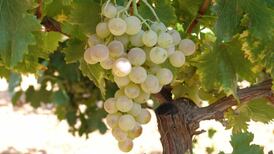 A wine even our wine writer hadn’t heard about