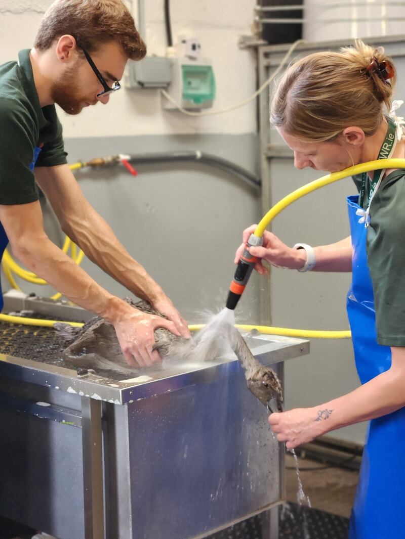 Cygnet getting washed after being rescued from an oil spill in Kilminchy, Laois. Photograph: Kildare Wildlife Rescue