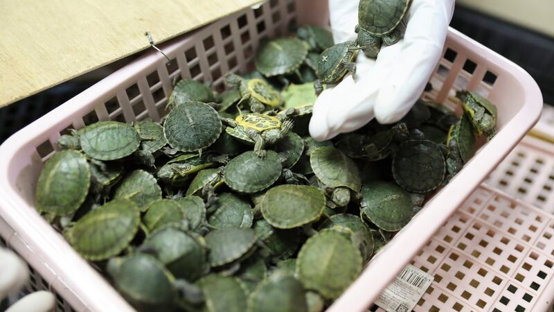 Customs officials display seized turtles at the customs office on Wednesday in Sepang, Malaysia. Photograph: Vincent Thian/AP Photo