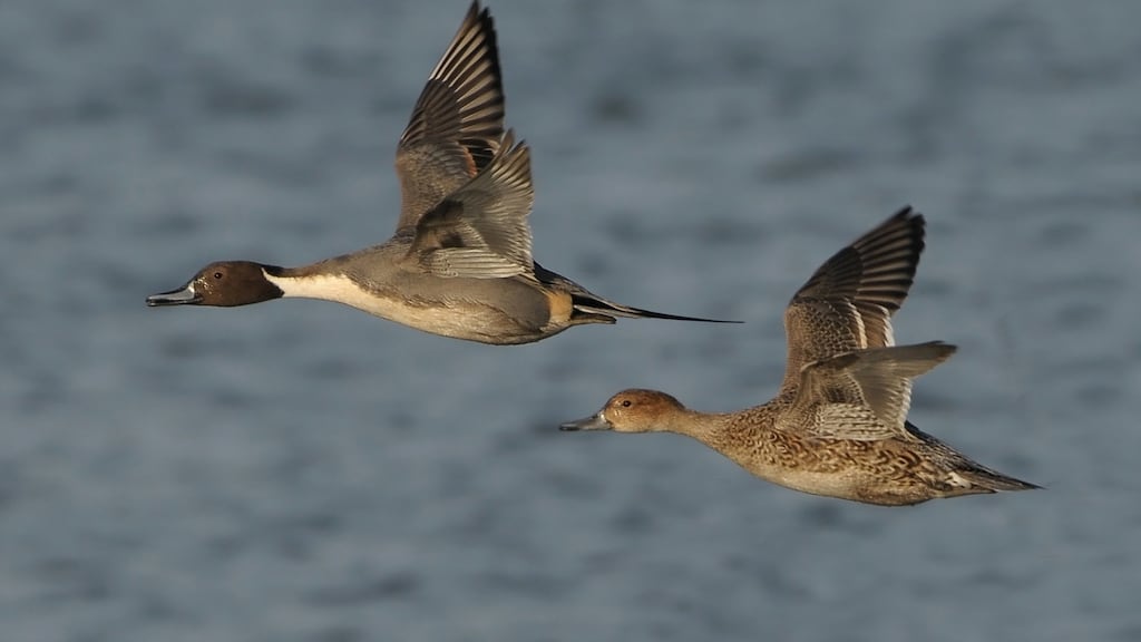 Pintails, a species of dabbling duck. Photograph: Colum Clarke