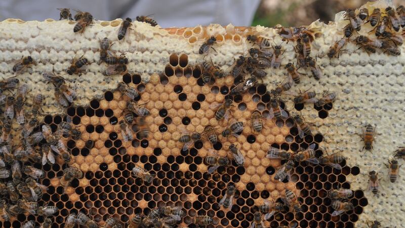 Bees on a honeycomb: each batch of honey tastes and looks different depending on the floral source.