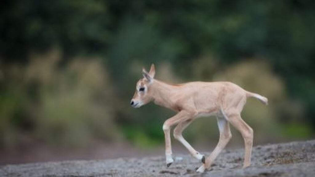 A scimitar-horned oryx born in Dublin Zoo on Wednesday. Photograph: Dublin Zoo