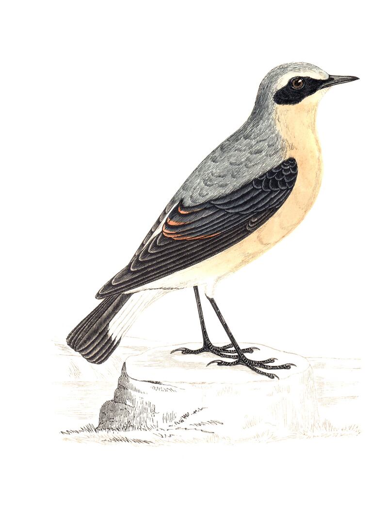 Wheatear