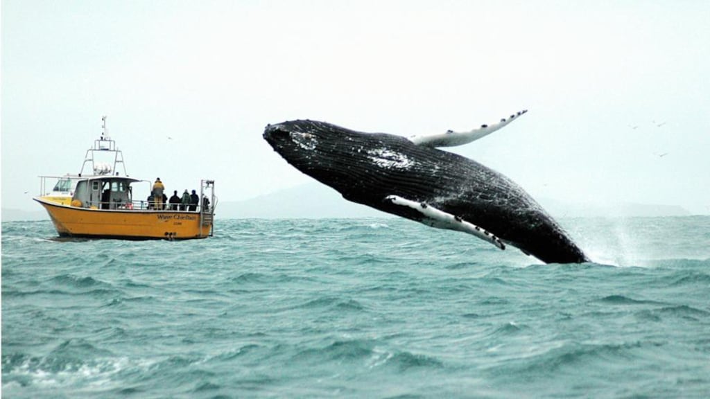 Noise pollution can transmit across thousands of square kilometres of ocean, causing physical injury, disorientation and death to whales and dolphins. Photograph: Simon Duggan/Provision