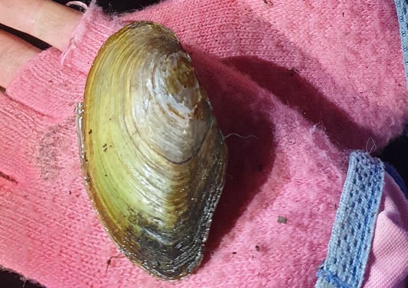 Freshwater mussel